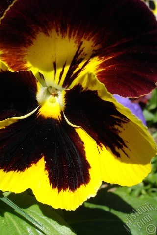 A mobile wallpaper and MMS picture for Apple iPhone 7s, 6s, 5s, 4s, Plus, iPods, iPads, New iPads, Samsung Galaxy S Series and Notes, Sony Ericsson Xperia, LG Mobile Phones, Tablets and Devices: Yellow color Viola Tricolor -Heartsease, Pansy, Multicoloured Violet, Johnny Jump Up- flower.
