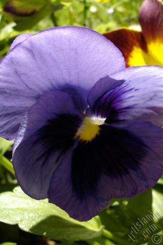 A mobile wallpaper and MMS picture for Apple iPhone 7s, 6s, 5s, 4s, Plus, iPods, iPads, New iPads, Samsung Galaxy S Series and Notes, Sony Ericsson Xperia, LG Mobile Phones, Tablets and Devices: Purple color Viola Tricolor -Heartsease, Pansy, Multicoloured Violet, Johnny Jump Up- flower.
