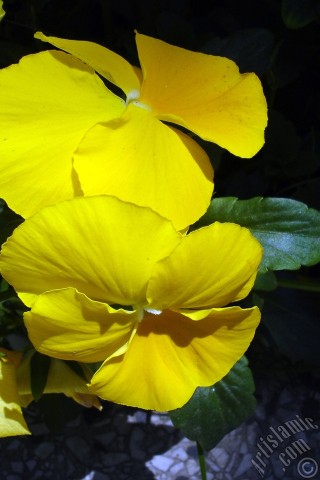 A mobile wallpaper and MMS picture for Apple iPhone 7s, 6s, 5s, 4s, Plus, iPods, iPads, New iPads, Samsung Galaxy S Series and Notes, Sony Ericsson Xperia, LG Mobile Phones, Tablets and Devices: Yellow color Viola Tricolor -Heartsease, Pansy, Multicoloured Violet, Johnny Jump Up- flower.
