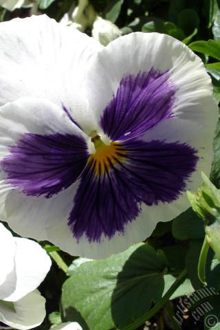 A mobile wallpaper and MMS picture for Apple iPhone 7s, 6s, 5s, 4s, Plus, iPods, iPads, New iPads, Samsung Galaxy S Series and Notes, Sony Ericsson Xperia, LG Mobile Phones, Tablets and Devices: White color Viola Tricolor -Heartsease, Pansy, Multicoloured Violet, Johnny Jump Up- flower.
