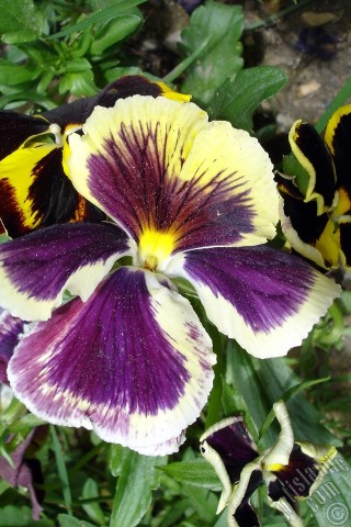 A mobile wallpaper and MMS picture for Apple iPhone 7s, 6s, 5s, 4s, Plus, iPods, iPads, New iPads, Samsung Galaxy S Series and Notes, Sony Ericsson Xperia, LG Mobile Phones, Tablets and Devices: Purple color Viola Tricolor -Heartsease, Pansy, Multicoloured Violet, Johnny Jump Up- flower.
