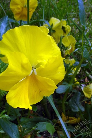 A mobile wallpaper and MMS picture for Apple iPhone 7s, 6s, 5s, 4s, Plus, iPods, iPads, New iPads, Samsung Galaxy S Series and Notes, Sony Ericsson Xperia, LG Mobile Phones, Tablets and Devices: Yellow color Viola Tricolor -Heartsease, Pansy, Multicoloured Violet, Johnny Jump Up- flower.
