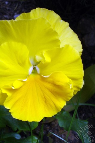 A mobile wallpaper and MMS picture for Apple iPhone 7s, 6s, 5s, 4s, Plus, iPods, iPads, New iPads, Samsung Galaxy S Series and Notes, Sony Ericsson Xperia, LG Mobile Phones, Tablets and Devices: Yellow color Viola Tricolor -Heartsease, Pansy, Multicoloured Violet, Johnny Jump Up- flower.
