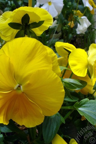 A mobile wallpaper and MMS picture for Apple iPhone 7s, 6s, 5s, 4s, Plus, iPods, iPads, New iPads, Samsung Galaxy S Series and Notes, Sony Ericsson Xperia, LG Mobile Phones, Tablets and Devices: Yellow color Viola Tricolor -Heartsease, Pansy, Multicoloured Violet, Johnny Jump Up- flower.
