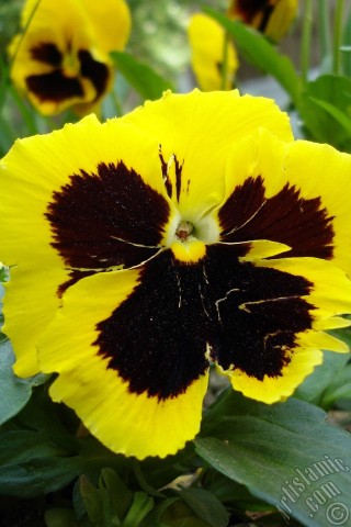 A mobile wallpaper and MMS picture for Apple iPhone 7s, 6s, 5s, 4s, Plus, iPods, iPads, New iPads, Samsung Galaxy S Series and Notes, Sony Ericsson Xperia, LG Mobile Phones, Tablets and Devices: Yellow color Viola Tricolor -Heartsease, Pansy, Multicoloured Violet, Johnny Jump Up- flower.
