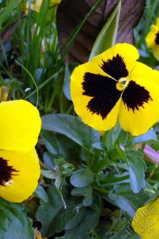 A mobile wallpaper and MMS picture for Apple iPhone 7s, 6s, 5s, 4s, Plus, iPods, iPads, New iPads, Samsung Galaxy S Series and Notes, Sony Ericsson Xperia, LG Mobile Phones, Tablets and Devices: Yellow color Viola Tricolor -Heartsease, Pansy, Multicoloured Violet, Johnny Jump Up- flower.
