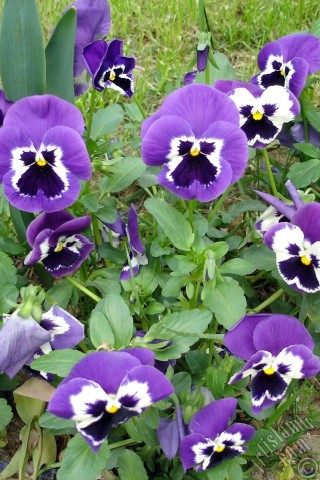 A mobile wallpaper and MMS picture for Apple iPhone 7s, 6s, 5s, 4s, Plus, iPods, iPads, New iPads, Samsung Galaxy S Series and Notes, Sony Ericsson Xperia, LG Mobile Phones, Tablets and Devices: Purple color Viola Tricolor -Heartsease, Pansy, Multicoloured Violet, Johnny Jump Up- flower.
