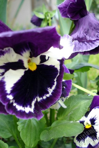 A mobile wallpaper and MMS picture for Apple iPhone 7s, 6s, 5s, 4s, Plus, iPods, iPads, New iPads, Samsung Galaxy S Series and Notes, Sony Ericsson Xperia, LG Mobile Phones, Tablets and Devices: Purple color Viola Tricolor -Heartsease, Pansy, Multicoloured Violet, Johnny Jump Up- flower.
