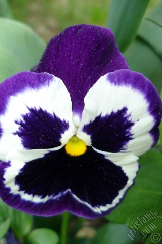 A mobile wallpaper and MMS picture for Apple iPhone 7s, 6s, 5s, 4s, Plus, iPods, iPads, New iPads, Samsung Galaxy S Series and Notes, Sony Ericsson Xperia, LG Mobile Phones, Tablets and Devices: Purple color Viola Tricolor -Heartsease, Pansy, Multicoloured Violet, Johnny Jump Up- flower.
