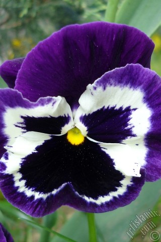 A mobile wallpaper and MMS picture for Apple iPhone 7s, 6s, 5s, 4s, Plus, iPods, iPads, New iPads, Samsung Galaxy S Series and Notes, Sony Ericsson Xperia, LG Mobile Phones, Tablets and Devices: Purple color Viola Tricolor -Heartsease, Pansy, Multicoloured Violet, Johnny Jump Up- flower.
