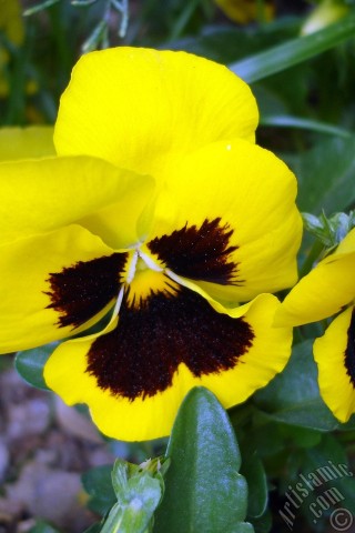 A mobile wallpaper and MMS picture for Apple iPhone 7s, 6s, 5s, 4s, Plus, iPods, iPads, New iPads, Samsung Galaxy S Series and Notes, Sony Ericsson Xperia, LG Mobile Phones, Tablets and Devices: Yellow color Viola Tricolor -Heartsease, Pansy, Multicoloured Violet, Johnny Jump Up- flower.
