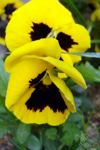 A mobile wallpaper and MMS picture for Apple iPhone 7s, 6s, 5s, 4s, Plus, iPods, iPads, New iPads, Samsung Galaxy S Series and Notes, Sony Ericsson Xperia, LG Mobile Phones, Tablets and Devices: Yellow color Viola Tricolor -Heartsease, Pansy, Multicoloured Violet, Johnny Jump Up- flower.
