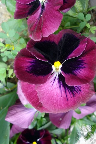 A mobile wallpaper and MMS picture for Apple iPhone 7s, 6s, 5s, 4s, Plus, iPods, iPads, New iPads, Samsung Galaxy S Series and Notes, Sony Ericsson Xperia, LG Mobile Phones, Tablets and Devices: Burgundy color Viola Tricolor -Heartsease, Pansy, Multicoloured Violet, Johnny Jump Up- flower.
