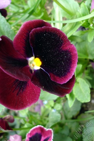 A mobile wallpaper and MMS picture for Apple iPhone 7s, 6s, 5s, 4s, Plus, iPods, iPads, New iPads, Samsung Galaxy S Series and Notes, Sony Ericsson Xperia, LG Mobile Phones, Tablets and Devices: Burgundy color Viola Tricolor -Heartsease, Pansy, Multicoloured Violet, Johnny Jump Up- flower.
