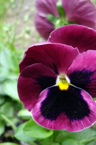 A mobile wallpaper and MMS picture for Apple iPhone 7s, 6s, 5s, 4s, Plus, iPods, iPads, New iPads, Samsung Galaxy S Series and Notes, Sony Ericsson Xperia, LG Mobile Phones, Tablets and Devices: Burgundy color Viola Tricolor -Heartsease, Pansy, Multicoloured Violet, Johnny Jump Up- flower.
