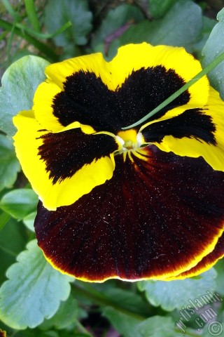 A mobile wallpaper and MMS picture for Apple iPhone 7s, 6s, 5s, 4s, Plus, iPods, iPads, New iPads, Samsung Galaxy S Series and Notes, Sony Ericsson Xperia, LG Mobile Phones, Tablets and Devices: Brown color Viola Tricolor -Heartsease, Pansy, Multicoloured Violet, Johnny Jump Up- flower.
