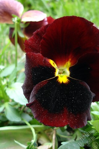 A mobile wallpaper and MMS picture for Apple iPhone 7s, 6s, 5s, 4s, Plus, iPods, iPads, New iPads, Samsung Galaxy S Series and Notes, Sony Ericsson Xperia, LG Mobile Phones, Tablets and Devices: Brown color Viola Tricolor -Heartsease, Pansy, Multicoloured Violet, Johnny Jump Up- flower.
