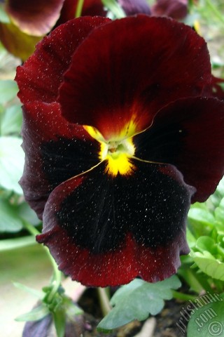 A mobile wallpaper and MMS picture for Apple iPhone 7s, 6s, 5s, 4s, Plus, iPods, iPads, New iPads, Samsung Galaxy S Series and Notes, Sony Ericsson Xperia, LG Mobile Phones, Tablets and Devices: Brown color Viola Tricolor -Heartsease, Pansy, Multicoloured Violet, Johnny Jump Up- flower.
