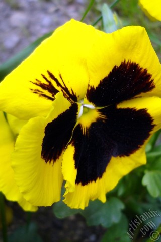 A mobile wallpaper and MMS picture for Apple iPhone 7s, 6s, 5s, 4s, Plus, iPods, iPads, New iPads, Samsung Galaxy S Series and Notes, Sony Ericsson Xperia, LG Mobile Phones, Tablets and Devices: Yellow color Viola Tricolor -Heartsease, Pansy, Multicoloured Violet, Johnny Jump Up- flower.
