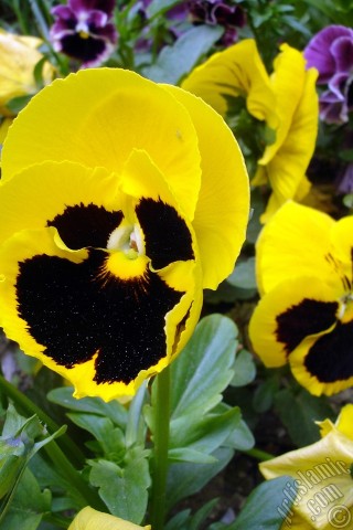 A mobile wallpaper and MMS picture for Apple iPhone 7s, 6s, 5s, 4s, Plus, iPods, iPads, New iPads, Samsung Galaxy S Series and Notes, Sony Ericsson Xperia, LG Mobile Phones, Tablets and Devices: Yellow color Viola Tricolor -Heartsease, Pansy, Multicoloured Violet, Johnny Jump Up- flower.
