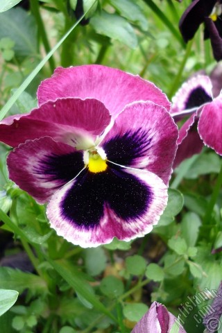 A mobile wallpaper and MMS picture for Apple iPhone 7s, 6s, 5s, 4s, Plus, iPods, iPads, New iPads, Samsung Galaxy S Series and Notes, Sony Ericsson Xperia, LG Mobile Phones, Tablets and Devices: Burgundy color Viola Tricolor -Heartsease, Pansy, Multicoloured Violet, Johnny Jump Up- flower.
