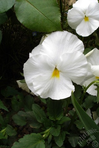 A mobile wallpaper and MMS picture for Apple iPhone 7s, 6s, 5s, 4s, Plus, iPods, iPads, New iPads, Samsung Galaxy S Series and Notes, Sony Ericsson Xperia, LG Mobile Phones, Tablets and Devices: White color Viola Tricolor -Heartsease, Pansy, Multicoloured Violet, Johnny Jump Up- flower.
