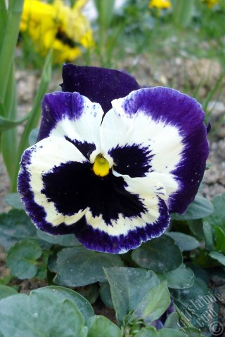 A mobile wallpaper and MMS picture for Apple iPhone 7s, 6s, 5s, 4s, Plus, iPods, iPads, New iPads, Samsung Galaxy S Series and Notes, Sony Ericsson Xperia, LG Mobile Phones, Tablets and Devices: Purple color Viola Tricolor -Heartsease, Pansy, Multicoloured Violet, Johnny Jump Up- flower.
