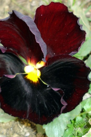 A mobile wallpaper and MMS picture for Apple iPhone 7s, 6s, 5s, 4s, Plus, iPods, iPads, New iPads, Samsung Galaxy S Series and Notes, Sony Ericsson Xperia, LG Mobile Phones, Tablets and Devices: Brown color Viola Tricolor -Heartsease, Pansy, Multicoloured Violet, Johnny Jump Up- flower.
