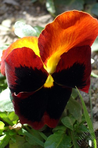 A mobile wallpaper and MMS picture for Apple iPhone 7s, 6s, 5s, 4s, Plus, iPods, iPads, New iPads, Samsung Galaxy S Series and Notes, Sony Ericsson Xperia, LG Mobile Phones, Tablets and Devices: Brown color Viola Tricolor -Heartsease, Pansy, Multicoloured Violet, Johnny Jump Up- flower.
