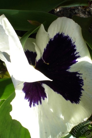 A mobile wallpaper and MMS picture for Apple iPhone 7s, 6s, 5s, 4s, Plus, iPods, iPads, New iPads, Samsung Galaxy S Series and Notes, Sony Ericsson Xperia, LG Mobile Phones, Tablets and Devices: White color Viola Tricolor -Heartsease, Pansy, Multicoloured Violet, Johnny Jump Up- flower.
