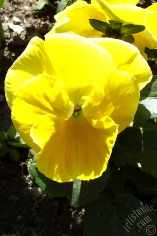 A mobile wallpaper and MMS picture for Apple iPhone 7s, 6s, 5s, 4s, Plus, iPods, iPads, New iPads, Samsung Galaxy S Series and Notes, Sony Ericsson Xperia, LG Mobile Phones, Tablets and Devices: Yellow color Viola Tricolor -Heartsease, Pansy, Multicoloured Violet, Johnny Jump Up- flower.
