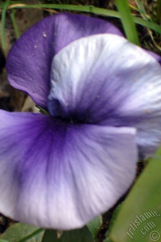 A mobile wallpaper and MMS picture for Apple iPhone 7s, 6s, 5s, 4s, Plus, iPods, iPads, New iPads, Samsung Galaxy S Series and Notes, Sony Ericsson Xperia, LG Mobile Phones, Tablets and Devices: Purple color Viola Tricolor -Heartsease, Pansy, Multicoloured Violet, Johnny Jump Up- flower.
