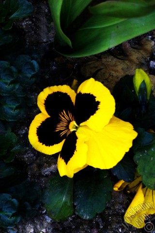 A mobile wallpaper and MMS picture for Apple iPhone 7s, 6s, 5s, 4s, Plus, iPods, iPads, New iPads, Samsung Galaxy S Series and Notes, Sony Ericsson Xperia, LG Mobile Phones, Tablets and Devices: Yellow color Viola Tricolor -Heartsease, Pansy, Multicoloured Violet, Johnny Jump Up- flower.
