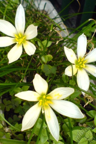 A mobile wallpaper and MMS picture for Apple iPhone 7s, 6s, 5s, 4s, Plus, iPods, iPads, New iPads, Samsung Galaxy S Series and Notes, Sony Ericsson Xperia, LG Mobile Phones, Tablets and Devices: White color flower similar to lily.
