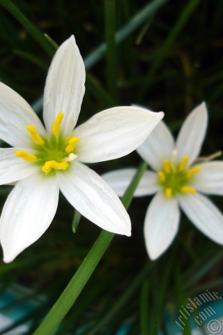 A mobile wallpaper and MMS picture for Apple iPhone 7s, 6s, 5s, 4s, Plus, iPods, iPads, New iPads, Samsung Galaxy S Series and Notes, Sony Ericsson Xperia, LG Mobile Phones, Tablets and Devices: White color flower similar to lily.
