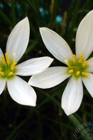 A mobile wallpaper and MMS picture for Apple iPhone 7s, 6s, 5s, 4s, Plus, iPods, iPads, New iPads, Samsung Galaxy S Series and Notes, Sony Ericsson Xperia, LG Mobile Phones, Tablets and Devices: White color flower similar to lily.
