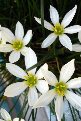 A mobile wallpaper and MMS picture for Apple iPhone 7s, 6s, 5s, 4s, Plus, iPods, iPads, New iPads, Samsung Galaxy S Series and Notes, Sony Ericsson Xperia, LG Mobile Phones, Tablets and Devices: White color flower similar to lily.
