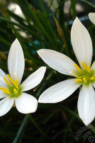 A mobile wallpaper and MMS picture for Apple iPhone 7s, 6s, 5s, 4s, Plus, iPods, iPads, New iPads, Samsung Galaxy S Series and Notes, Sony Ericsson Xperia, LG Mobile Phones, Tablets and Devices: White color flower similar to lily.
