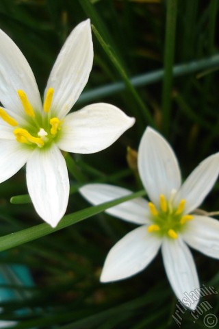 A mobile wallpaper and MMS picture for Apple iPhone 7s, 6s, 5s, 4s, Plus, iPods, iPads, New iPads, Samsung Galaxy S Series and Notes, Sony Ericsson Xperia, LG Mobile Phones, Tablets and Devices: White color flower similar to lily.
