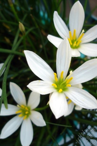 A mobile wallpaper and MMS picture for Apple iPhone 7s, 6s, 5s, 4s, Plus, iPods, iPads, New iPads, Samsung Galaxy S Series and Notes, Sony Ericsson Xperia, LG Mobile Phones, Tablets and Devices: White color flower similar to lily.
