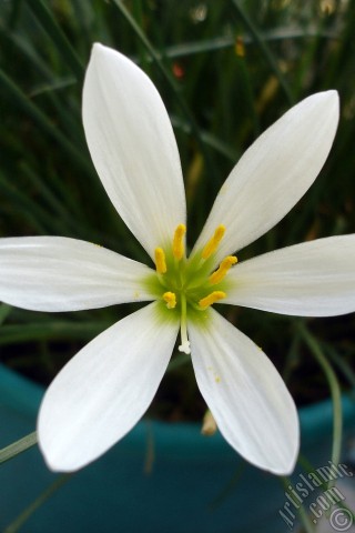 A mobile wallpaper and MMS picture for Apple iPhone 7s, 6s, 5s, 4s, Plus, iPods, iPads, New iPads, Samsung Galaxy S Series and Notes, Sony Ericsson Xperia, LG Mobile Phones, Tablets and Devices: White color flower similar to lily.
