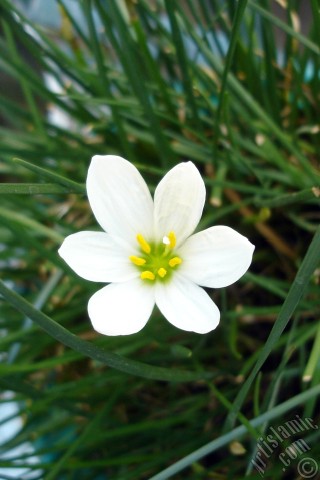 A mobile wallpaper and MMS picture for Apple iPhone 7s, 6s, 5s, 4s, Plus, iPods, iPads, New iPads, Samsung Galaxy S Series and Notes, Sony Ericsson Xperia, LG Mobile Phones, Tablets and Devices: White color flower similar to lily.
