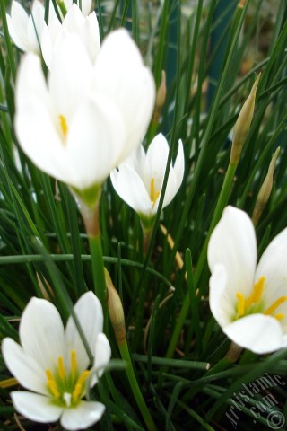 A mobile wallpaper and MMS picture for Apple iPhone 7s, 6s, 5s, 4s, Plus, iPods, iPads, New iPads, Samsung Galaxy S Series and Notes, Sony Ericsson Xperia, LG Mobile Phones, Tablets and Devices: White color flower similar to lily.
