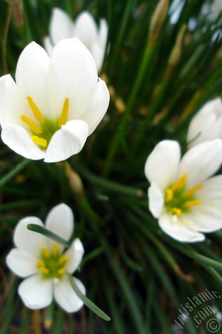 A mobile wallpaper and MMS picture for Apple iPhone 7s, 6s, 5s, 4s, Plus, iPods, iPads, New iPads, Samsung Galaxy S Series and Notes, Sony Ericsson Xperia, LG Mobile Phones, Tablets and Devices: White color flower similar to lily.
