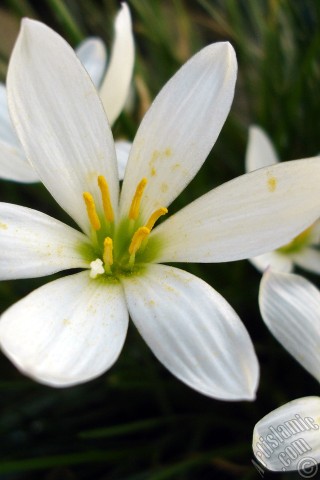 A mobile wallpaper and MMS picture for Apple iPhone 7s, 6s, 5s, 4s, Plus, iPods, iPads, New iPads, Samsung Galaxy S Series and Notes, Sony Ericsson Xperia, LG Mobile Phones, Tablets and Devices: White color flower similar to lily.
