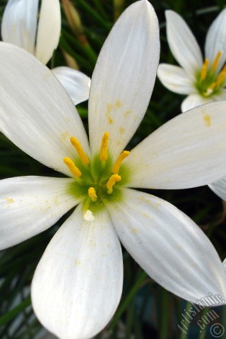 A mobile wallpaper and MMS picture for Apple iPhone 7s, 6s, 5s, 4s, Plus, iPods, iPads, New iPads, Samsung Galaxy S Series and Notes, Sony Ericsson Xperia, LG Mobile Phones, Tablets and Devices: White color flower similar to lily.
