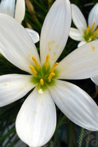 A mobile wallpaper and MMS picture for Apple iPhone 7s, 6s, 5s, 4s, Plus, iPods, iPads, New iPads, Samsung Galaxy S Series and Notes, Sony Ericsson Xperia, LG Mobile Phones, Tablets and Devices: White color flower similar to lily.
