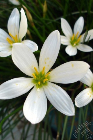 A mobile wallpaper and MMS picture for Apple iPhone 7s, 6s, 5s, 4s, Plus, iPods, iPads, New iPads, Samsung Galaxy S Series and Notes, Sony Ericsson Xperia, LG Mobile Phones, Tablets and Devices: White color flower similar to lily.
