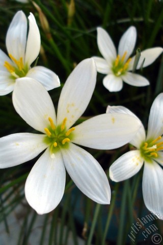 A mobile wallpaper and MMS picture for Apple iPhone 7s, 6s, 5s, 4s, Plus, iPods, iPads, New iPads, Samsung Galaxy S Series and Notes, Sony Ericsson Xperia, LG Mobile Phones, Tablets and Devices: White color flower similar to lily.
