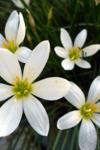 A mobile wallpaper and MMS picture for Apple iPhone 7s, 6s, 5s, 4s, Plus, iPods, iPads, New iPads, Samsung Galaxy S Series and Notes, Sony Ericsson Xperia, LG Mobile Phones, Tablets and Devices: White color flower similar to lily.
